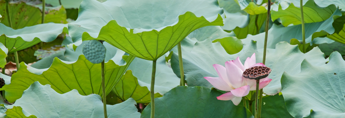 planter un lotus