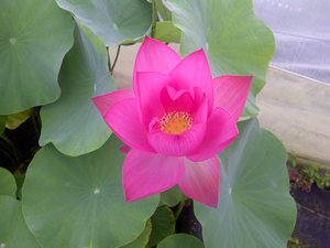nénuphar et lotus plantation