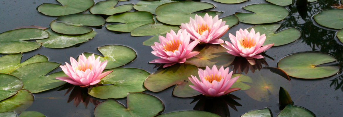 planter un nénuphar