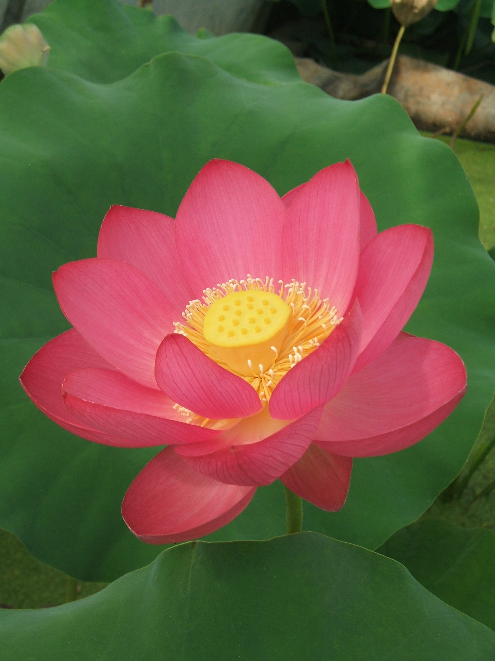 lotus plantes aquatiques