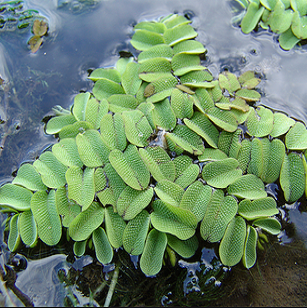 Plante aquatique flottante