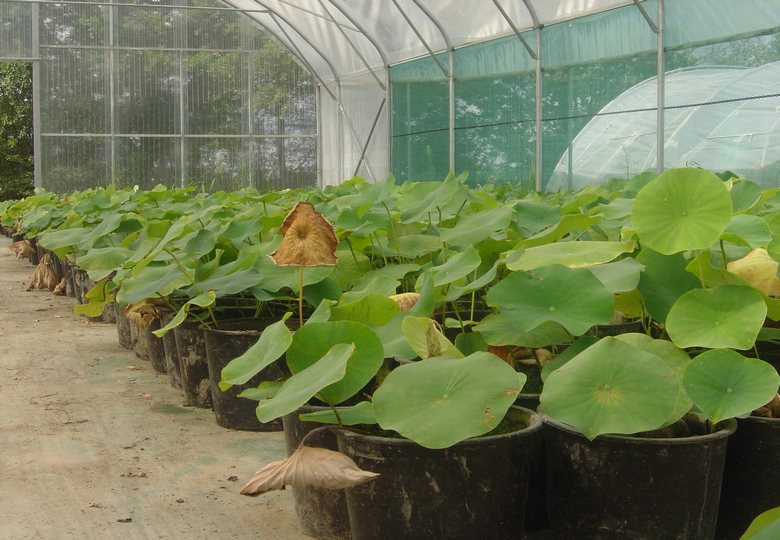 culture aquatiques lotus