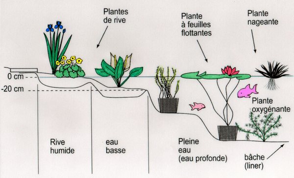 différentes plantes aquatiques