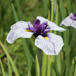 Iris Ensata