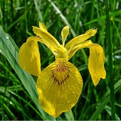 Iris des marais Pseudacorus