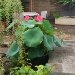 KIT Lotus pour terrasse