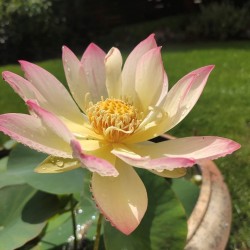 NELUMBO (Lotus) 'Little Tricolor'