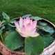 Lotus Little Tricolor