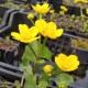 CALTHA Populage palustris