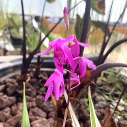 BLETILLA Striata (Orchidée du Japon)