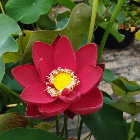 Lotus Chinese Red Bejing