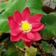 Lotus Chinese Red Bejing