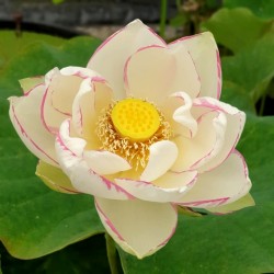 Lotus Alba Striata