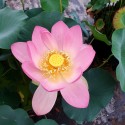NELUMBO (Lotus) 'Carolina Queen'