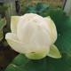 Lotus Hongbian Yudie