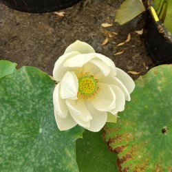 Lotus Hongbian Yudie