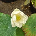 NELUMBO (Lotus) 'Hongbian Yudie'