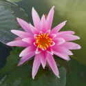 NYMPHAEA (Nénuphar) 'Perry's Cactus Pink'