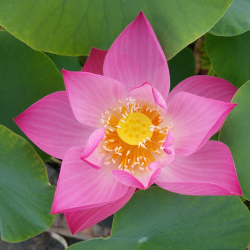 Lotus Baby Pink
