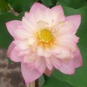 NELUMBO (Lotus) 'Rosea Plena'