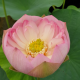 Lotus Rosea Plena