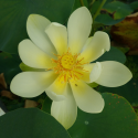 NELUMBO (Lotus) 'Fen Zhu'