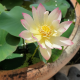 NELUMBO (Lotus) 'Little Tricolor'