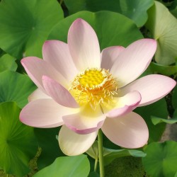 NELUMBO 'Nucifera' (Lotus des Indes)