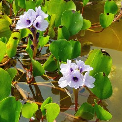 EICHHORNIA Azurea - Jacinthe d'eau