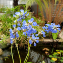 SALVIA Uliginosa - Sauge des Marais