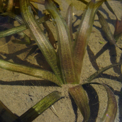 VALLISNERIA Americana (gigantea)