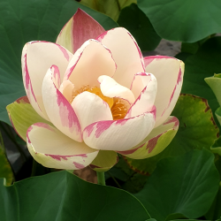 Lotus Alba Striata