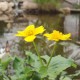 CALTHA Palustris (Populage)