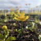 CALTHA Palustris (Populage)