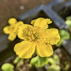 CALTHA Palustris (Soucis d'eau)