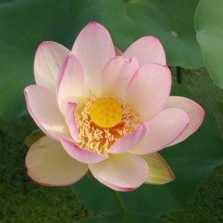 NELUMBO (Lotus) 'Pekinensis Rubra'
