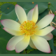 NELUMBO (Lotus) 'Pink and Yellow'