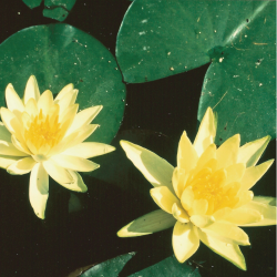 NYMPHAEA (Nénuphar) 'Colonel A.J. Welch'