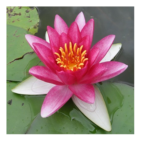 NYMPHAEA (Nénuphar) 'Attraction'