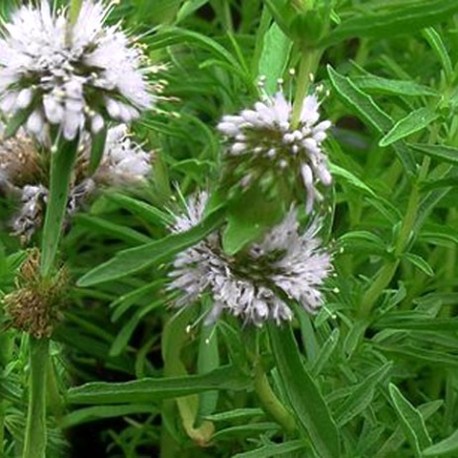 MENTHA Cervina 'Alba'