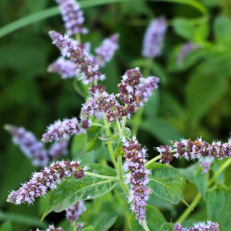 MENTHA Longifolia