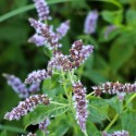 MENTHA Longifolia - Menthe