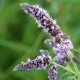 MENTHA Longifolia