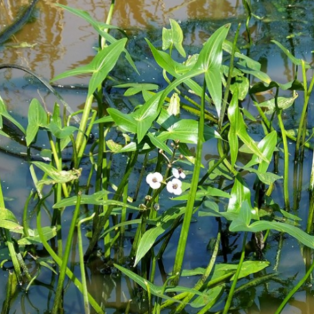 SAGITTARIA Sagittifolia (Flèche d'eau)