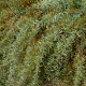 SALIX Purpurea (Osier Rouge)