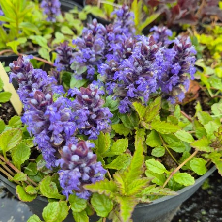 AJUGA Reptans