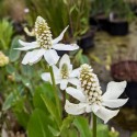 ANEMOPSIS Californica (Queue de lézard)