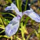 IRIS leavigata ‘Mottle Beauty’