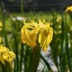 IRIS Pseudacorus (Iris des marais)