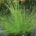 ISOLEPIS Cernua